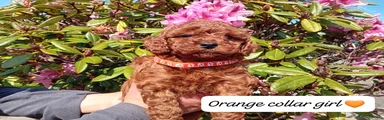 Orange Collar Girl
