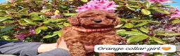 Cockapoo dogs for sale: Gorgeous Red F1b Cockapoos - Advert 7