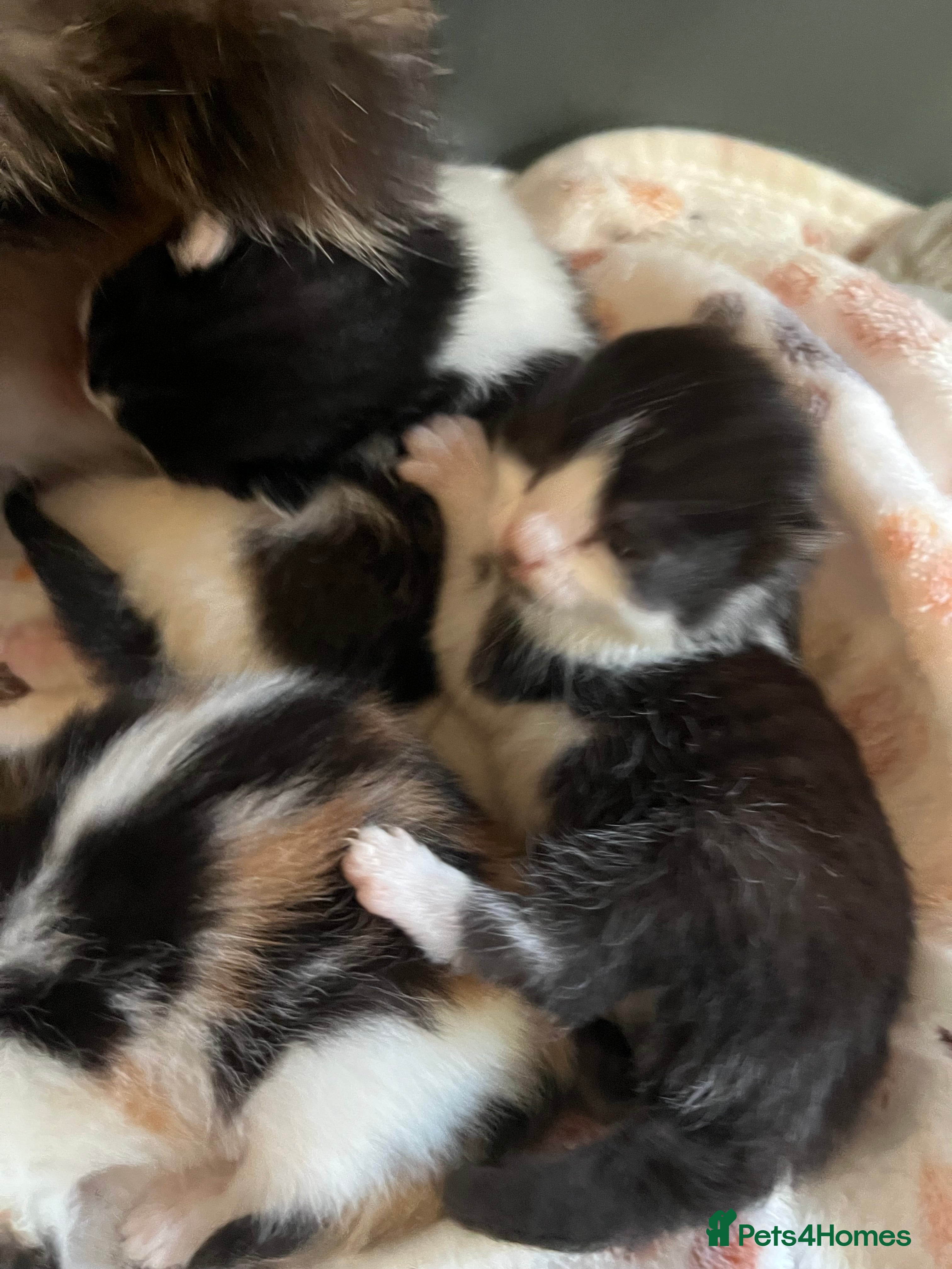 Mixed Breed cats 1 x Rescue kitten looking for forever home - Advert 12