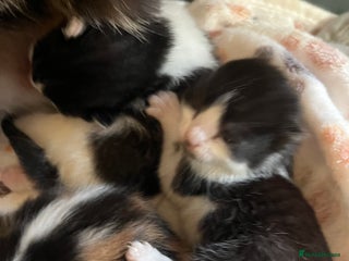 Mixed Breed cats 1 x Rescue kitten looking for forever home - Advert 13