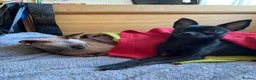 Chihuahua dogs for sale: Short Haired Chihuahua Apple Head KC Reg Puppies - Advert 10