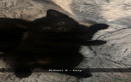 Mixed Breed cats for sale: Black and white kittens looking for loving home  - Image 8