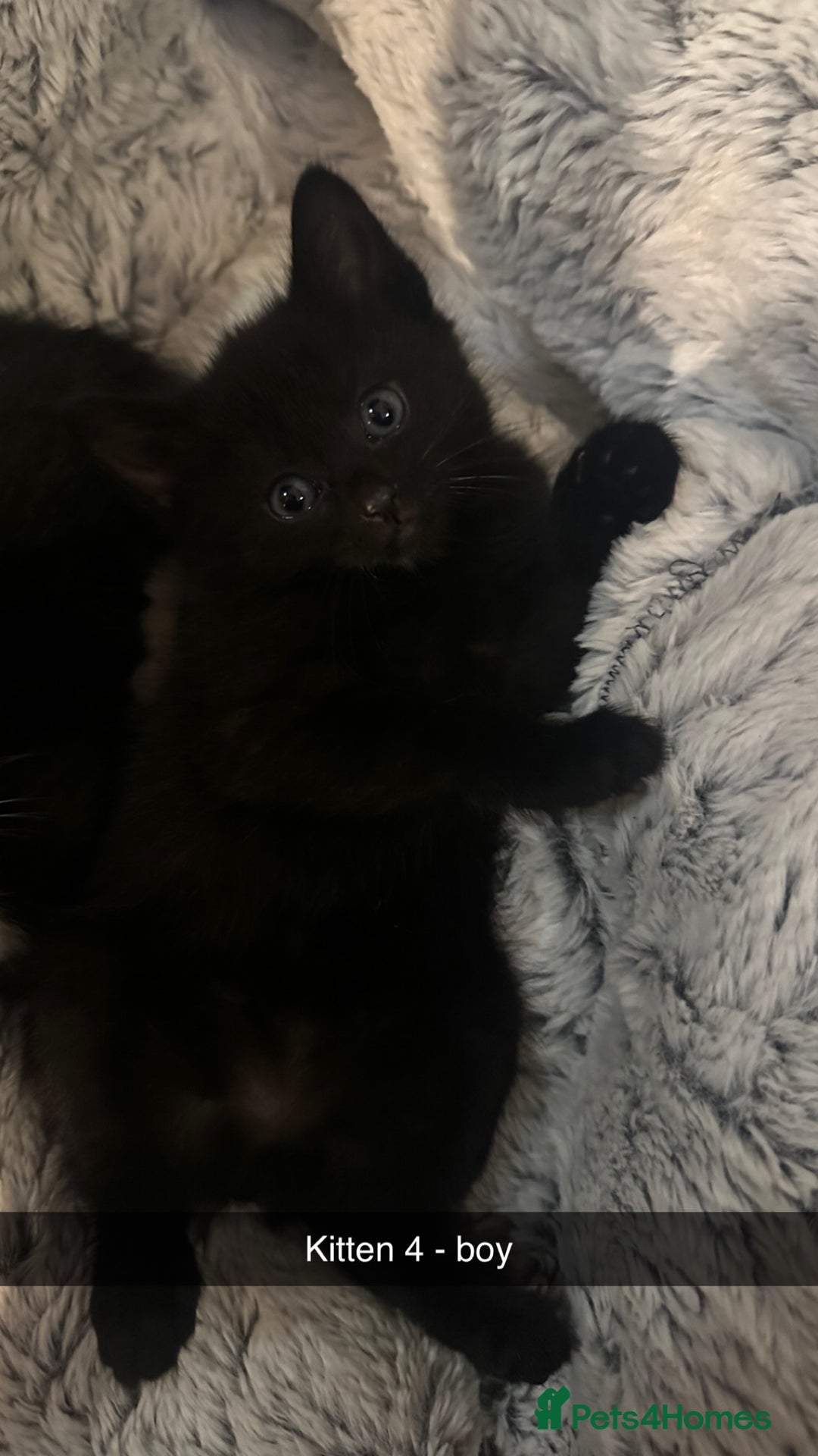 Mixed Breed cats for sale: Black and white kittens looking for loving home  - Image 8