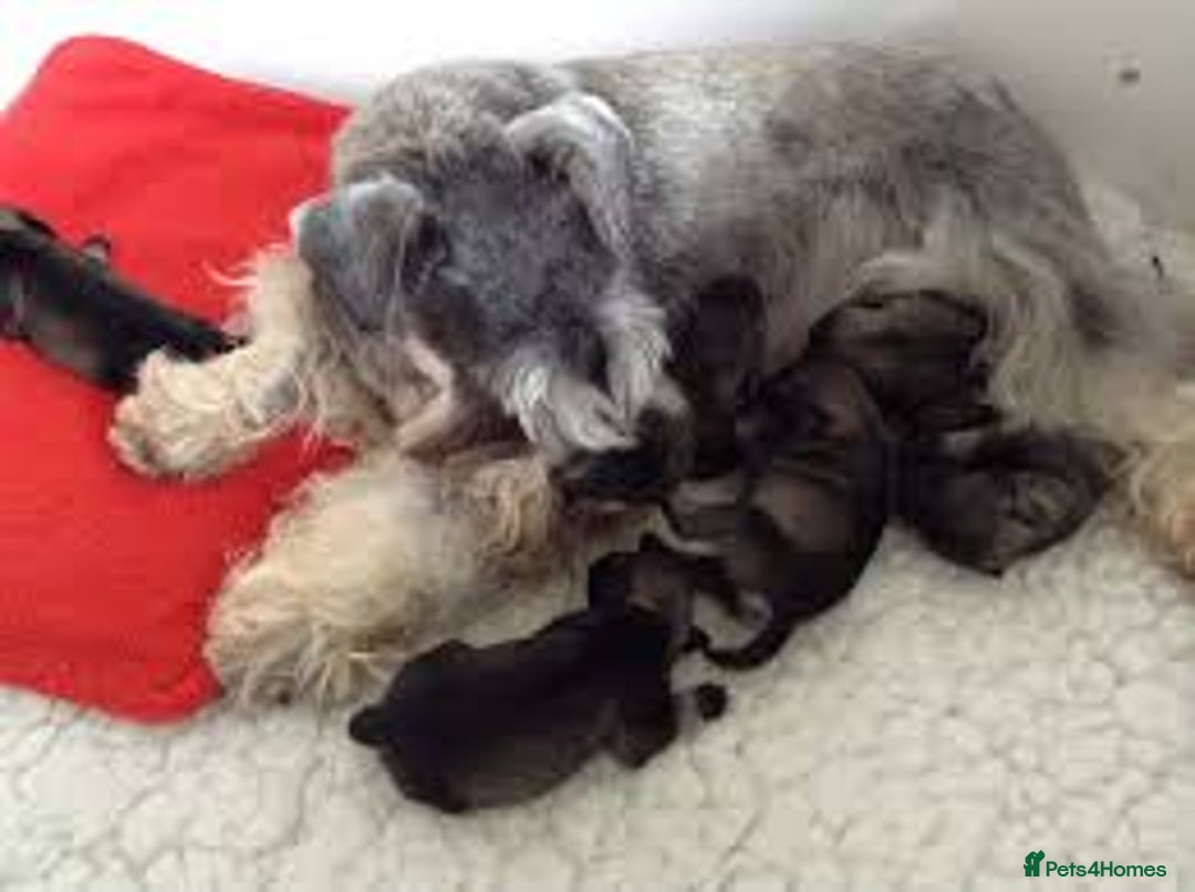 Miniature Schnauzer dogs for sale: Kc true miniature schnauzers  - Image 4