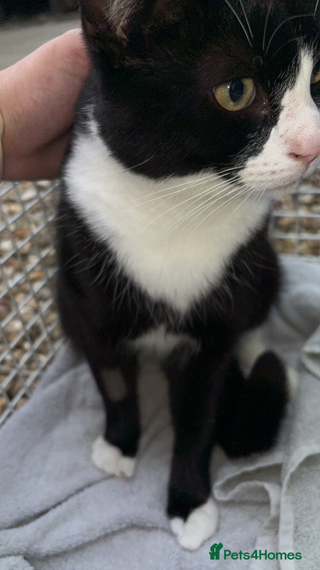 Mixed Breed cats for sale: Rescue cats- adults 🧡 - Advert 15