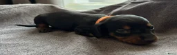 Miniature Dachshund dogs for sale: 5 miniature dacshunds puppies  - Advert 29