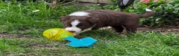 Border Collie dogs for sale: Beautiful Border Collie Puppies Available For Sale in Reading - Advert 22