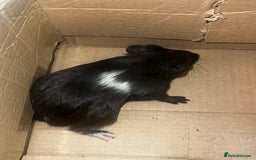 Guinea Pig rodents for sale: Beautiful male baby  guinea pigs - Image 8