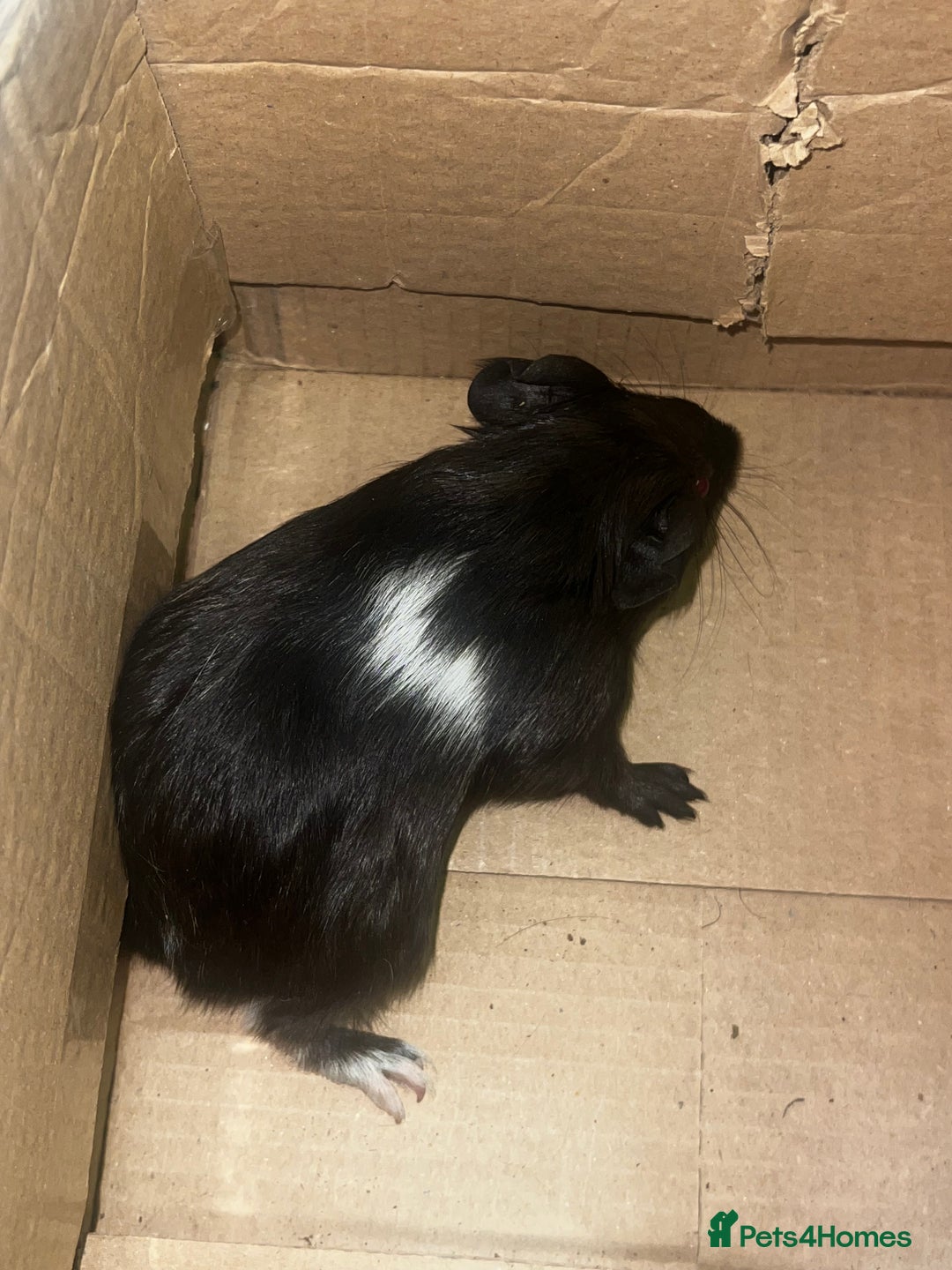 Guinea Pig rodents for sale: Beautiful male baby  guinea pigs - Image 8