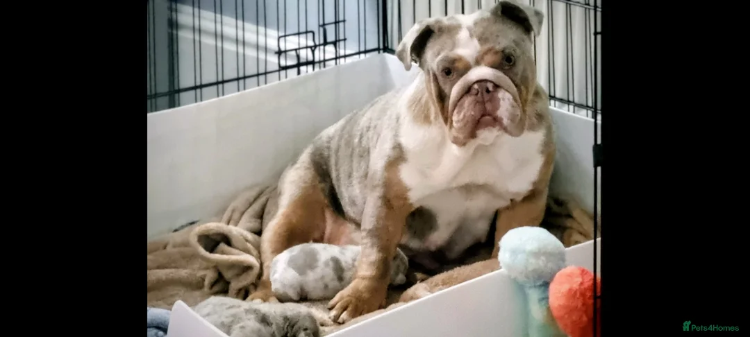 English Bulldog dogs for sale: 2 stunning Girl English bulldogs - Advert 23