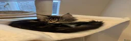 Maine Coon cats for sale: READY NOW last boy beautiful Maine Coon kittens - Advert 6