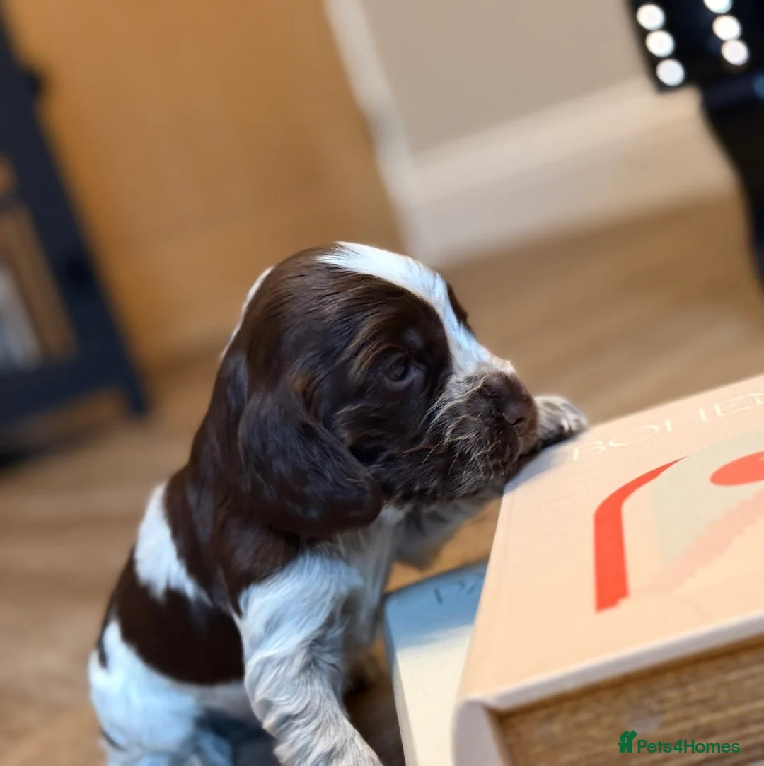 Cocker Spaniel dogs for sale: Show type cocker spaniels  - Advert 27