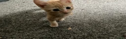 Mixed Breed cats for sale: 3 Beautiful Ginger Mix Siamese Boys Ready Now in Sutton-in-Ashfield - Advert 8