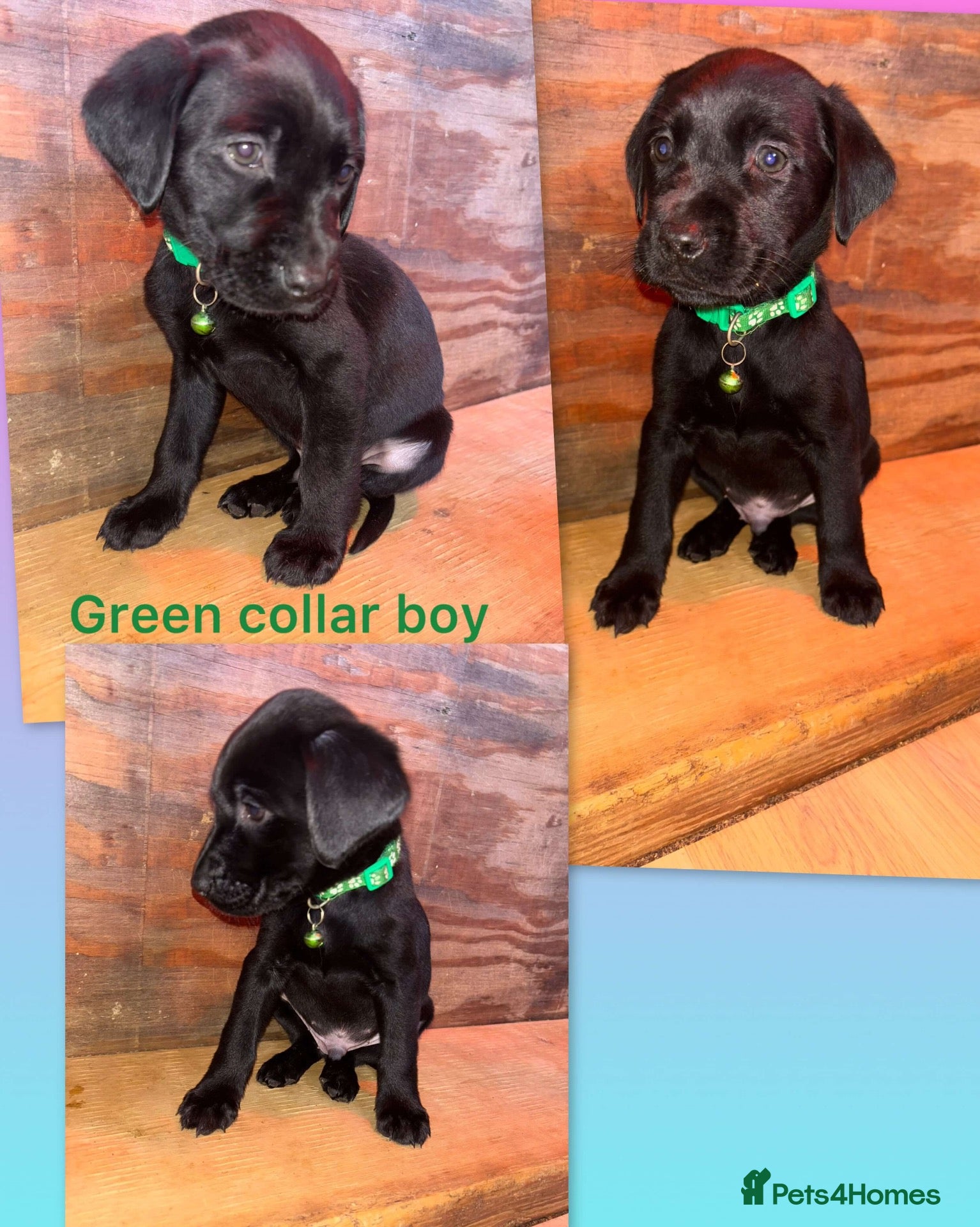 Labrador Retriever dogs for sale: ⭐️KC Registered Labrador Retrievers⭐️ - Advert 2