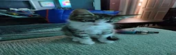 Mixed Breed cats for sale: 6 beautiful kittens ready for new homes - Advert 4