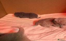 British Shorthair cats for sale: Stunning pure British shorthair kittens - Image 6