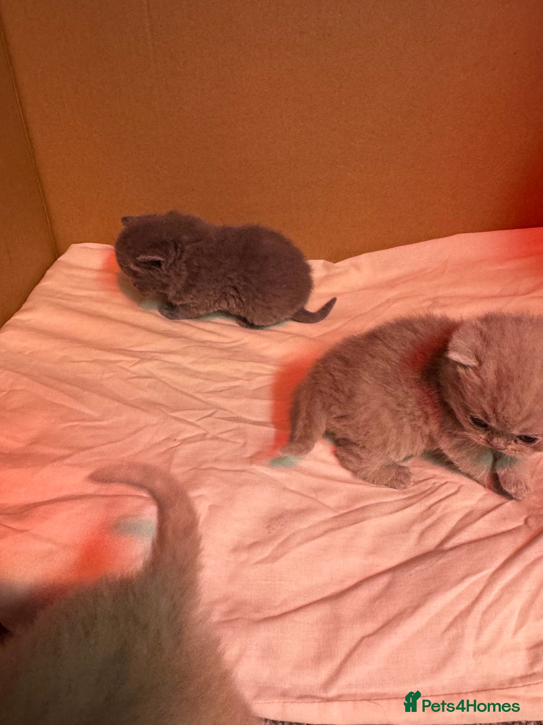 British Shorthair cats for sale: Stunning pure British shorthair kittens - Image 6