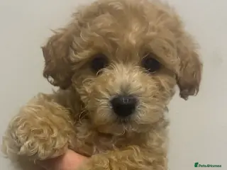 Cavapoochon dogs READY TO LEAVE Cavapoochon Pupps - Advert 3