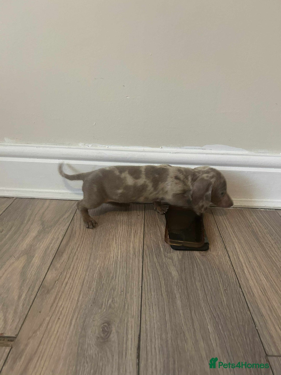 Miniature Dachshund dogs for sale: Miniature dachshund  - Advert 15