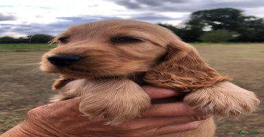 Cocker Spaniel dogs - Advert 11