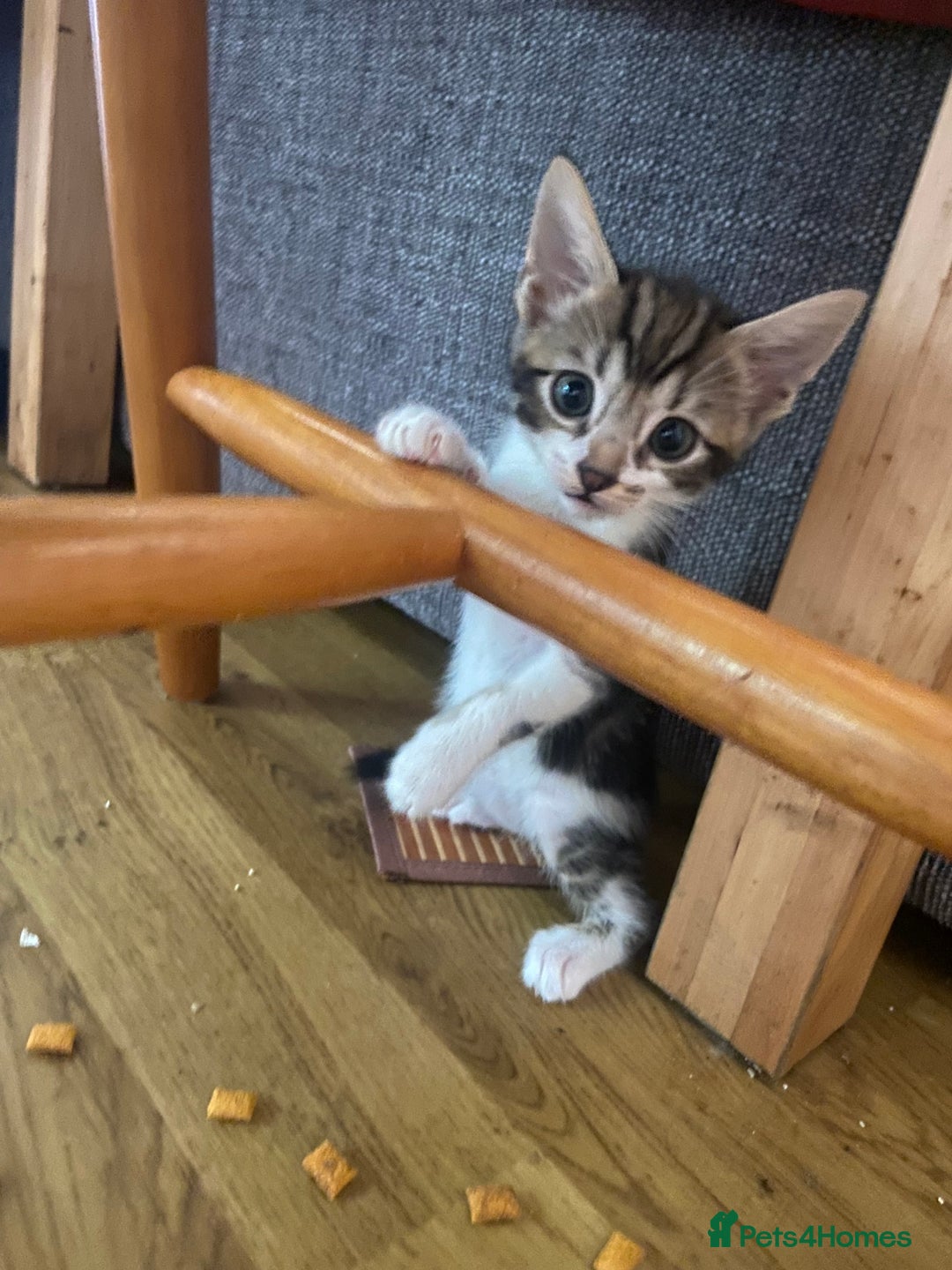Bengal cats for sale: 7 adorable bengal/tort kitties available now!  - Image 9