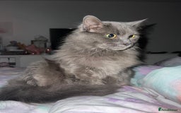 Ragdoll cats for sale: Mixed Ragdoll Bengal 5 year old female - Image 2