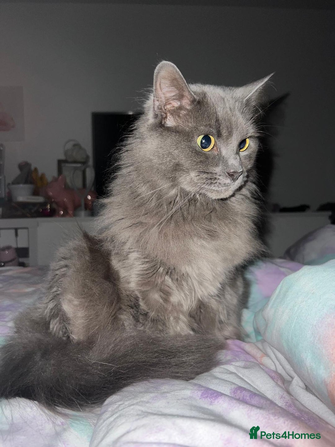 Ragdoll cats for sale: Mixed Ragdoll Bengal 5 year old female - Image 2