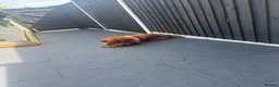 Chow Chow dogs for sale: Female and male chow chows  in Atherstone - Advert 5