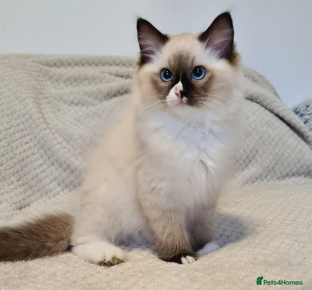 Ragdoll cats for sale: 5 Purebred Ragdolls – Loving Homes Needed - Image 14