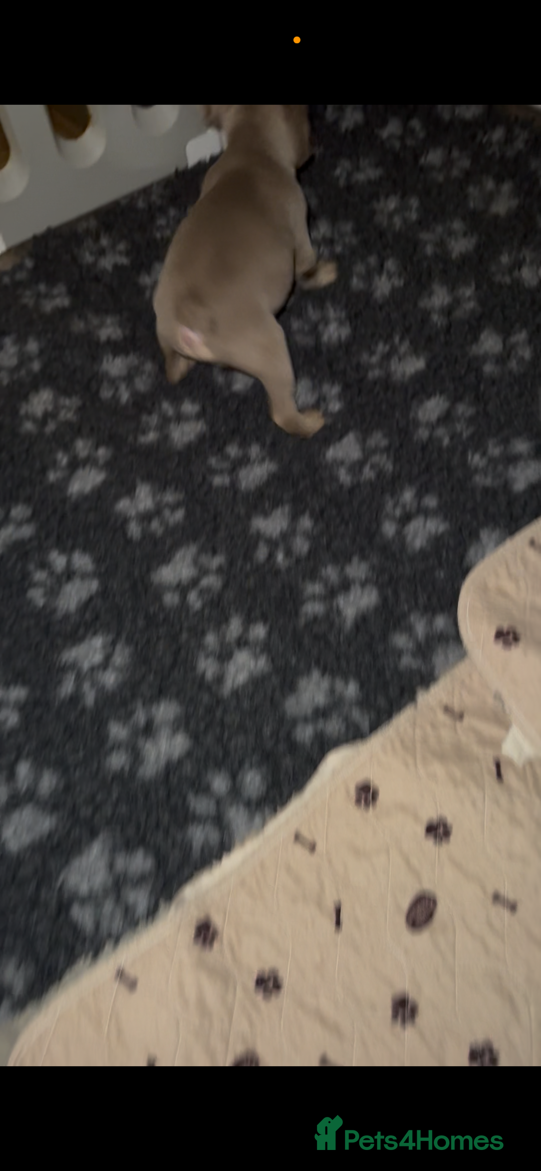 French Bulldog dogs for sale: French Bulldog Puppies READY NOW - Advert 11