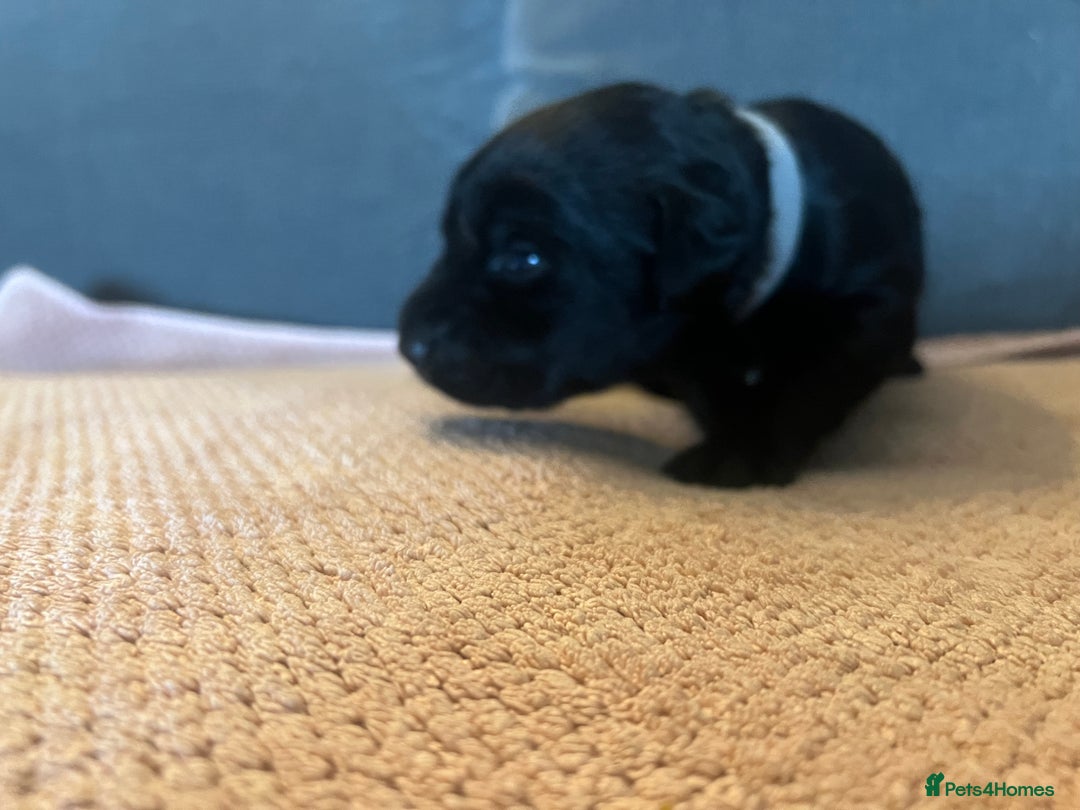 Mixed Breed dogs for sale: 3/4 lab 1/4 collie puppies  in Whitby - Image 15