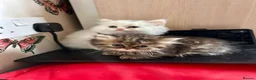 Persian cats for sale: 3 full Persian kits  - Advert 2