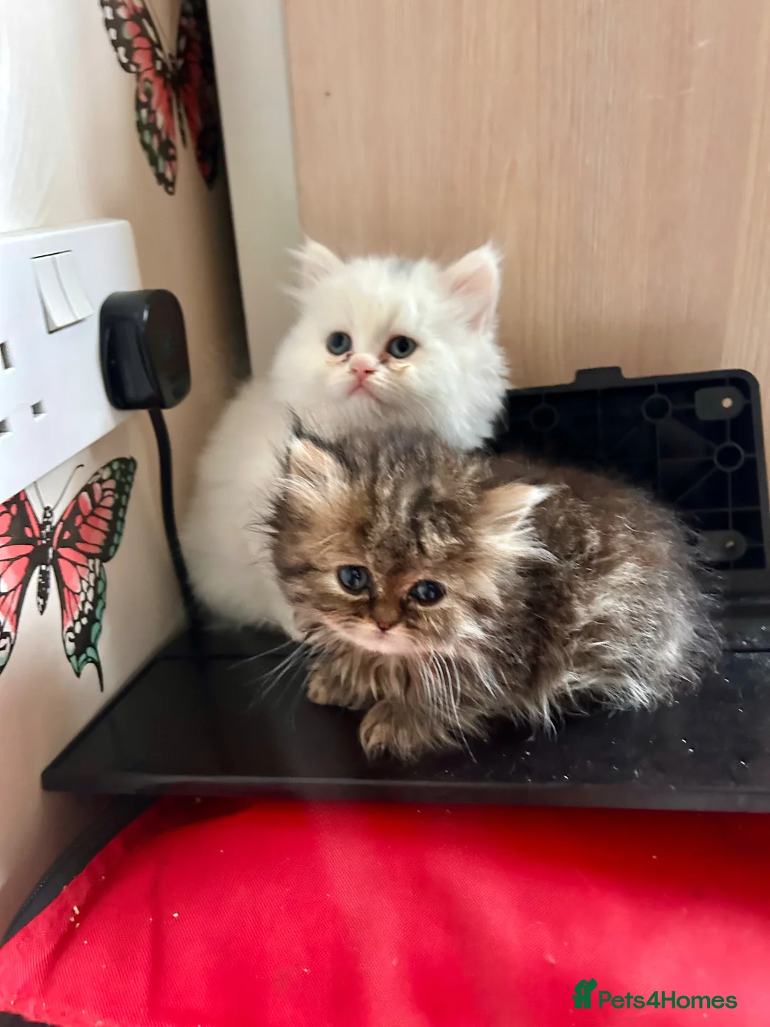 Persian cats for sale: 3 full Persian kits  - Advert 2