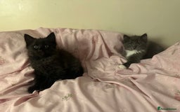Ragdoll cats for sale: 2 male kittens (Half Ragdoll) - Image 9