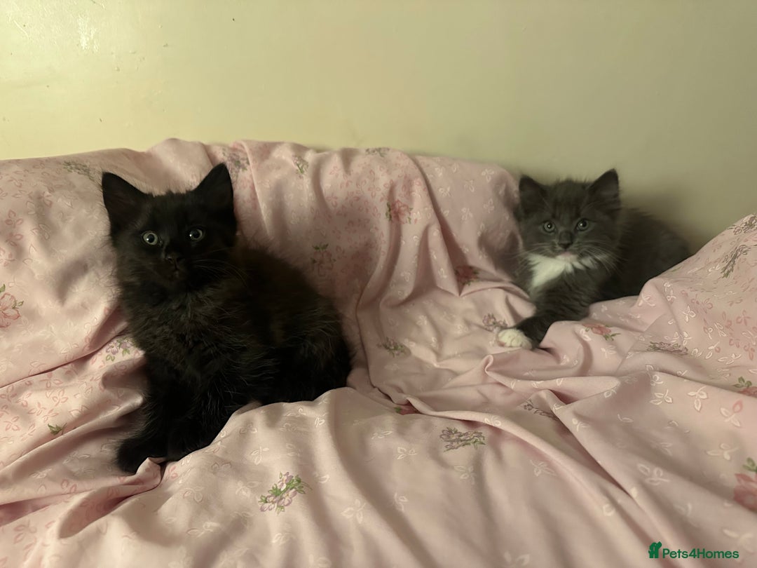 Ragdoll cats for sale: 2 male kittens (Half Ragdoll) - Image 9