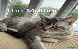 British Shorthair cats for sale: BSH kitten read now  - Image 3