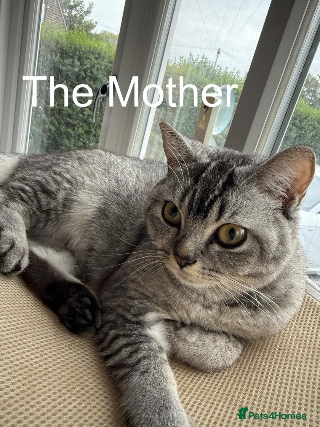 British Shorthair cats for sale: BSH kitten read now  - Image 3