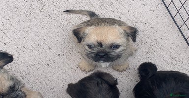Mixed Breed dogs - Advert 13