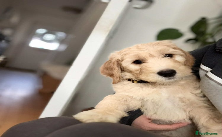 Labradoodle dogs - Advert 1