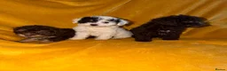 Cavapoo dogs for sale: Beautiful Cavapoo pups sale  - Advert 4