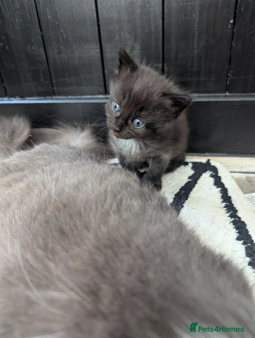Mixed Breed cats for sale: 2 stunning black boys for sale  - Advert 2