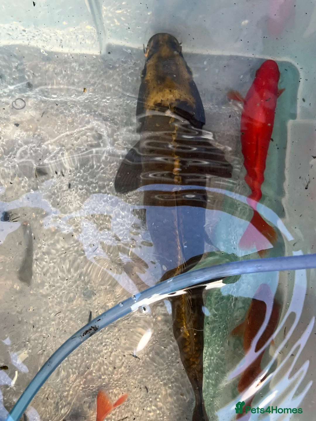 Koi Carp fish for sale: Koi carp/ghost carp - Advert 6