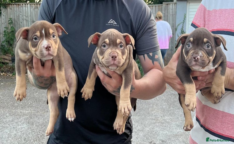 American Bully dogs - Advert 1