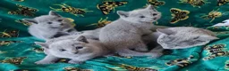 Russian Blue cats for sale: Stunning Russian Blue Kittens - Purebreed   - Advert 4