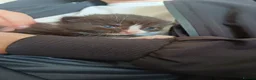 Turkish Angora cats for sale: 4 kittens, turkish aegora / british long haired - Advert 8