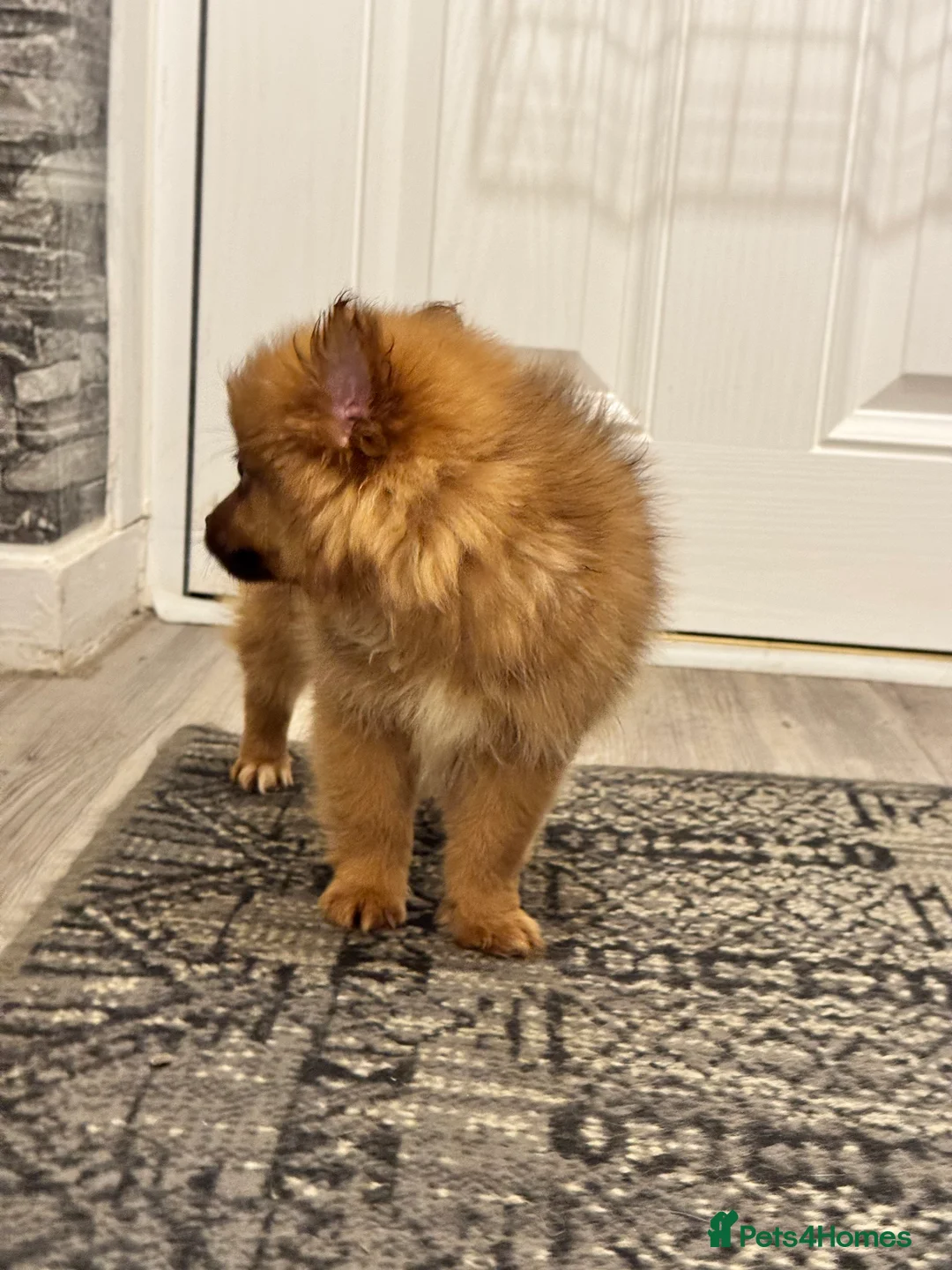 Pomeranian dogs for sale: ✨🐶One BOY Adorable Pomeranian Puppy 🐶✨ - Advert 18