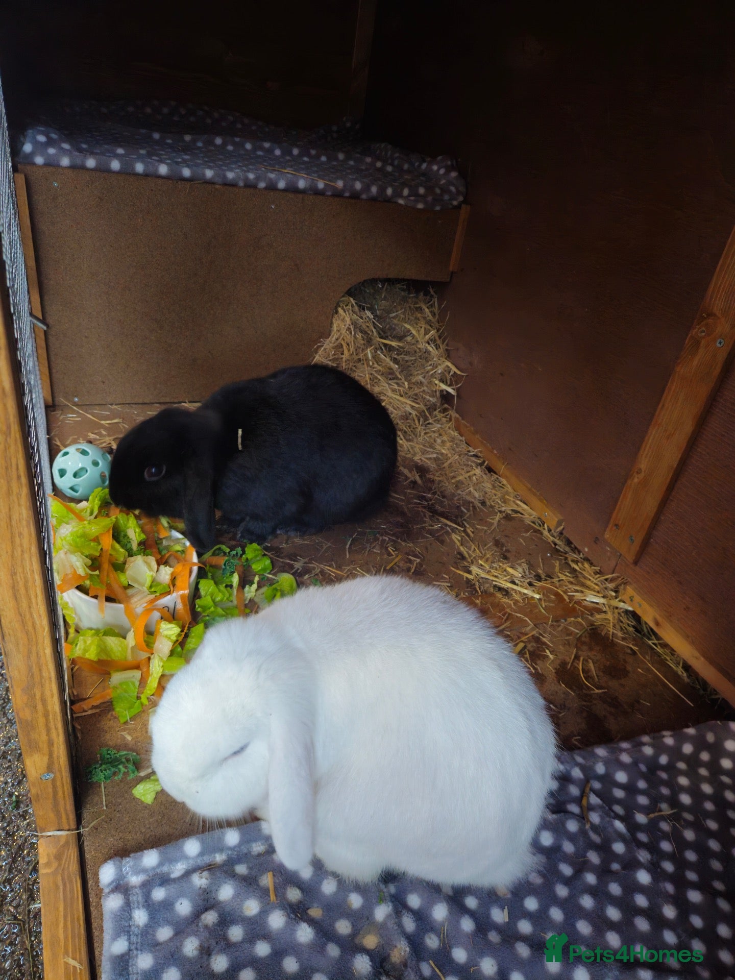 Mini Lop rabbits Bonded rabbits looking for a good home! - Advert 1