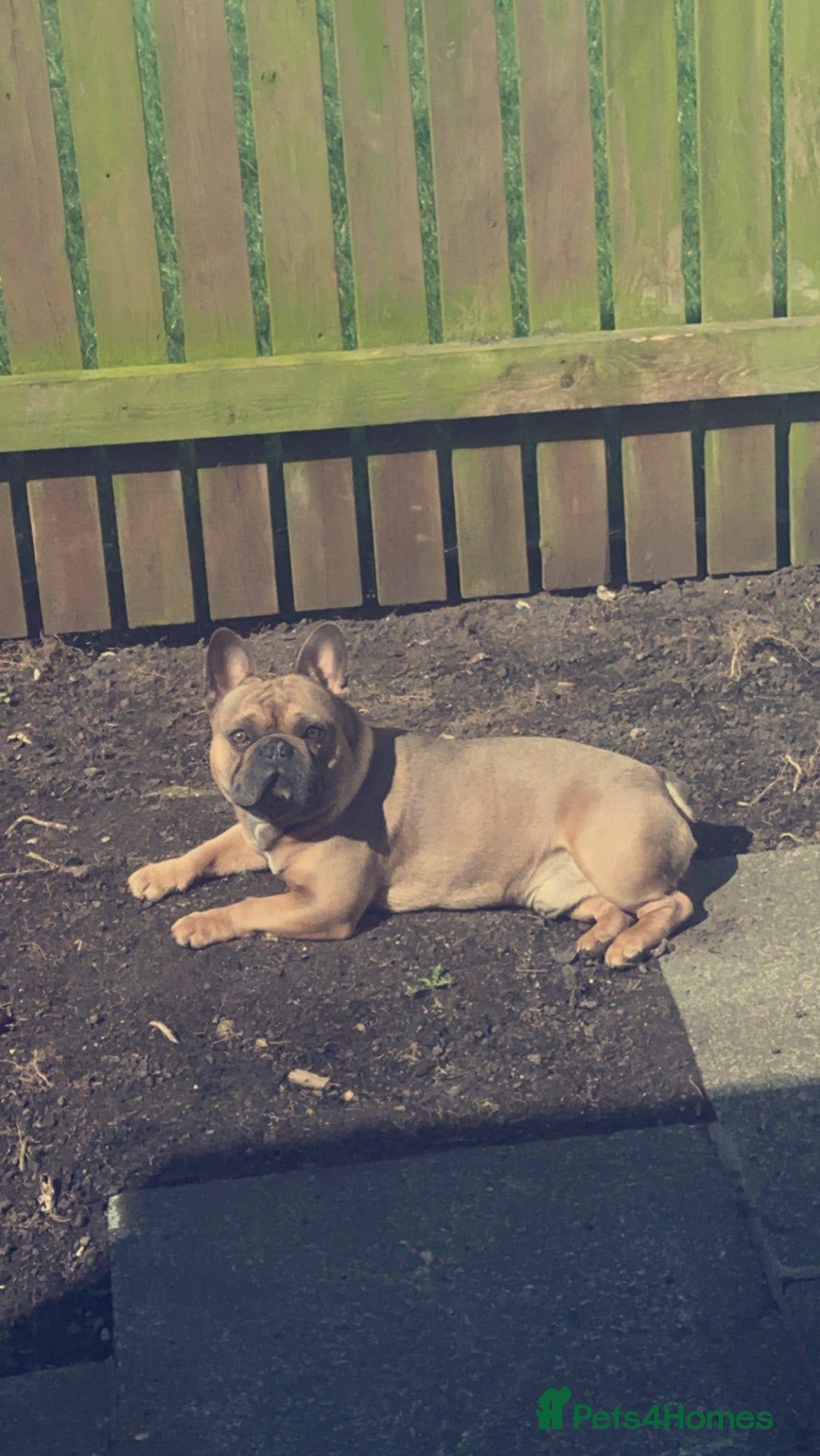 French Bulldog dogs for stud: Tan Male - Advert 1