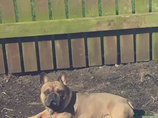 French Bulldog dogs Tan Male - Advert 17