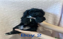 Cockapoo dogs for sale: Beautiful F1B cockapoo puppies READY TO GO - Image 7